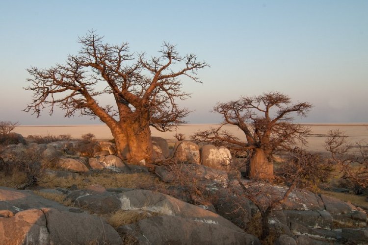 Botwsana landscape