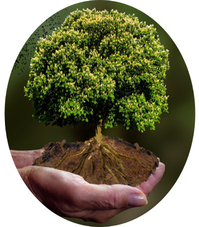 Roots and small tree in the hand