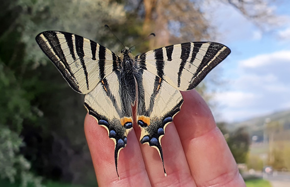 scarce butterfly