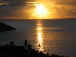 sunset and palm tree