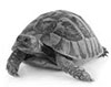 Tortoise